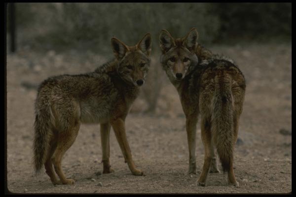 042061 Coyote A4 Photo Print