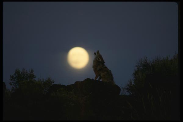 042062 Coyote Howling A4 Photo Print
