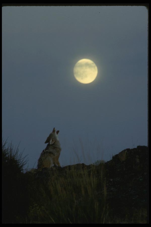 042063 Coyote Howling A4 Photo Print