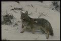 042064 Coyote A4 Photo Print