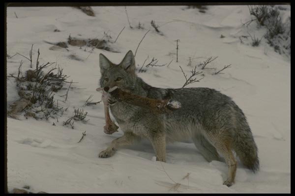 042064 Coyote A4 Photo Print