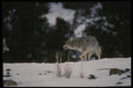 042065 Coyote A4 Photo Print