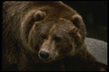 042066 Grizzly A4 Photo Print