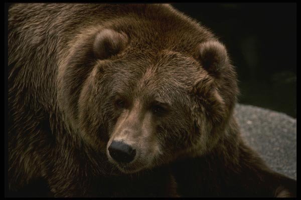 042066 Grizzly A4 Photo Print