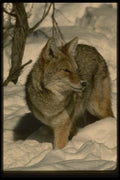 042067 Coyote A4 Photo Print