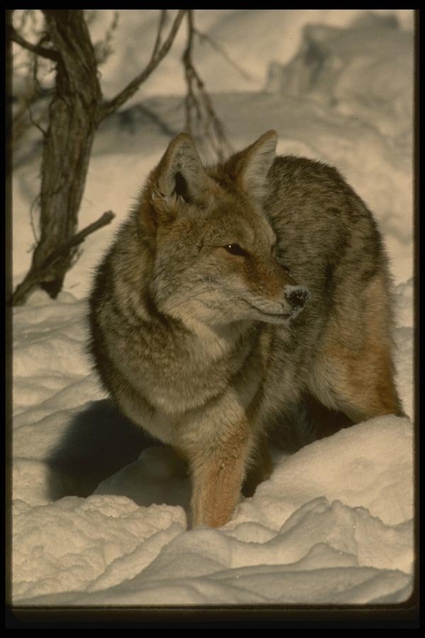 042067 Coyote A4 Photo Print