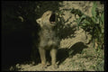 042068 Coyote Cub Howling A4 Photo Print