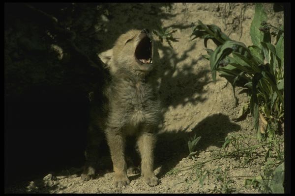 042068 Coyote Cub Howling A4 Photo Print