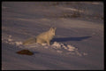 042069 Arctic Fox A4 Photo Print