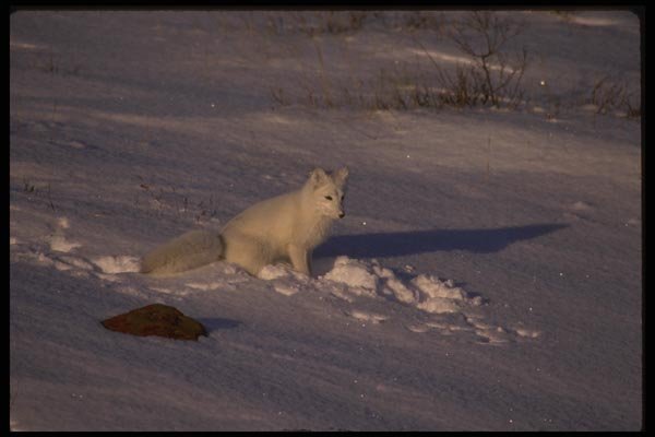 042069 Arctic Fox A4 Photo Print