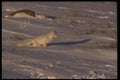 042070 Arctic Fox A4 Photo Print