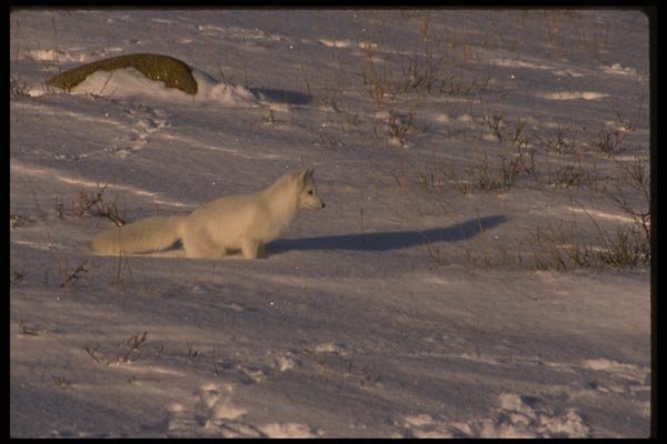 042070 Arctic Fox A4 Photo Print