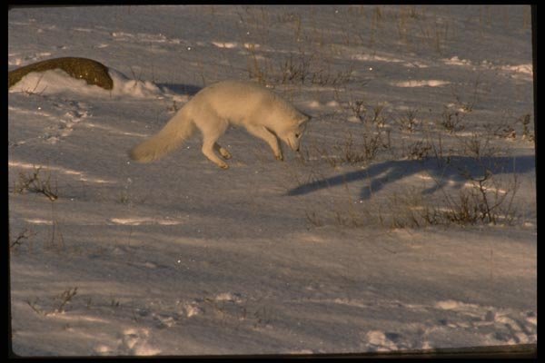 042071 Arctic Fox A4 Photo Print