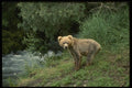 042072 Grizzly Cub A4 Photo Print