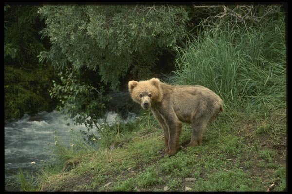 042072 Grizzly Cub A4 Photo Print