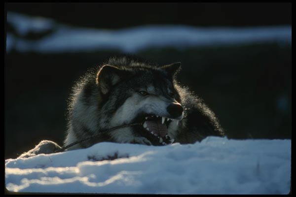 042073 Timber Wolf A4 Photo Print