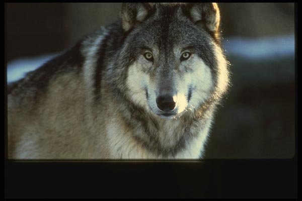 042074 Timber Wolf A4 Photo Print