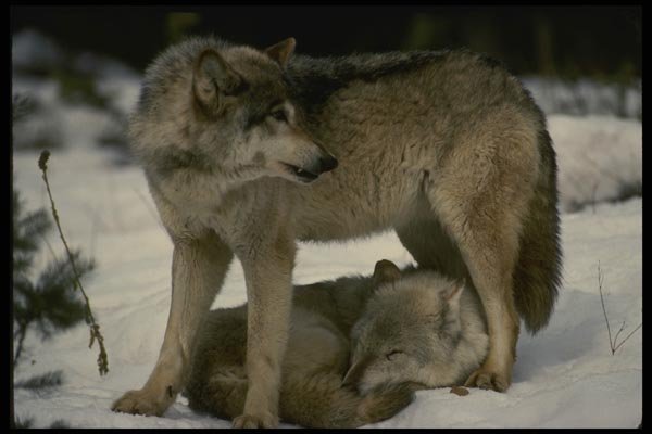 042075 Timber Wolves A4 Photo Print