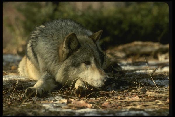 042076 Timber Wolf A4 Photo Print