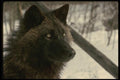 042077 Tundra Wolf A4 Photo Print