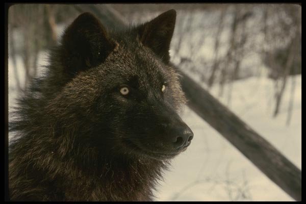 042077 Tundra Wolf A4 Photo Print