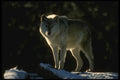 042078 Timber Wolf A4 Photo Print