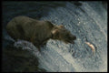 042079 Grizzly A4 Photo Print