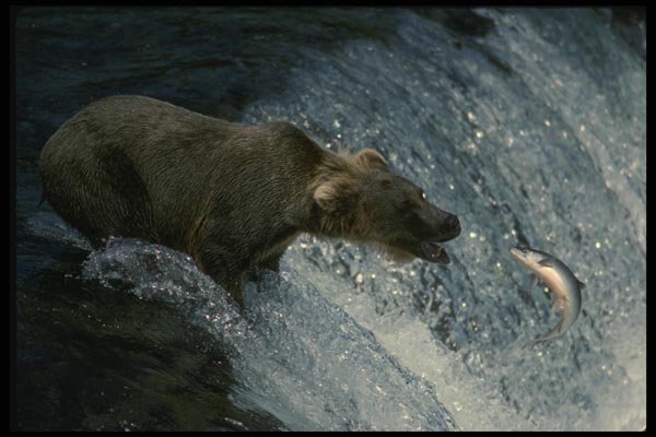 042079 Grizzly A4 Photo Print