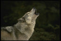 042080 Timber Wolf Howling A4 Photo Print