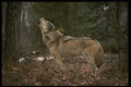 042081 Timber Wolf Howling A4 Photo Print