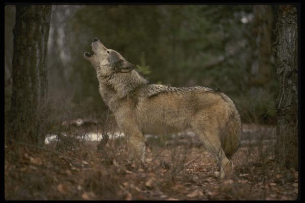 042081 Timber Wolf Howling A4 Photo Print