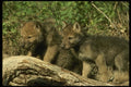 042082 Timber Wolf Cubs A4 Photo Print