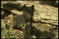 042083 Tundra Wolf Cub A4 Photo Print