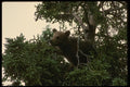042084 Grizzly Cub A4 Photo Print