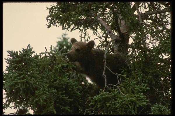 042084 Grizzly Cub A4 Photo Print
