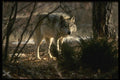 042085 Timber Wolf A4 Photo Print