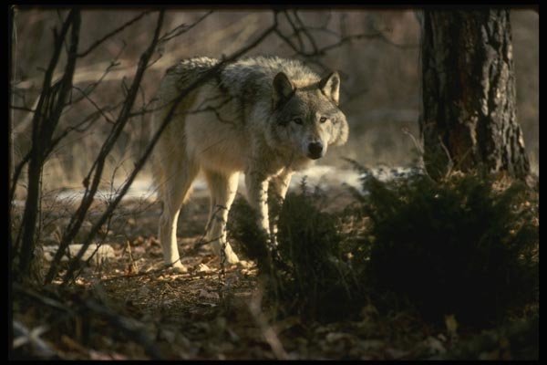 042085 Timber Wolf A4 Photo Print
