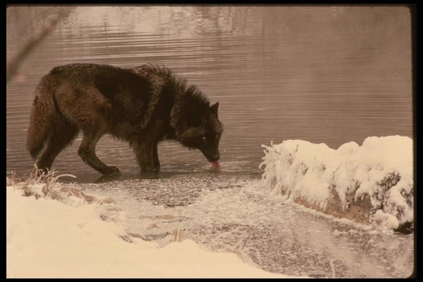 042086 Tundra Wolf A4 Photo Print