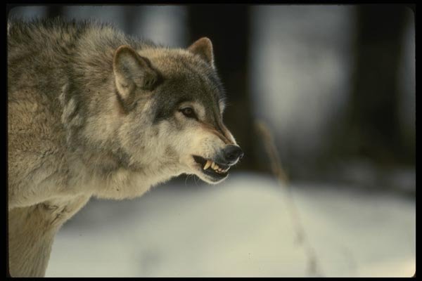 042087 Timber Wolf A4 Photo Print