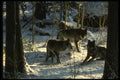 042088 Tundra Wolves A4 Photo Print