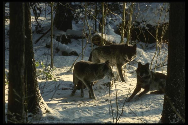 042088 Tundra Wolves A4 Photo Print