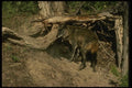 042089 Tundra Wolf Den A4 Photo Print
