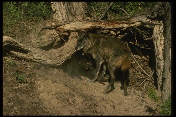 042089 Tundra Wolf Den A4 Photo Print