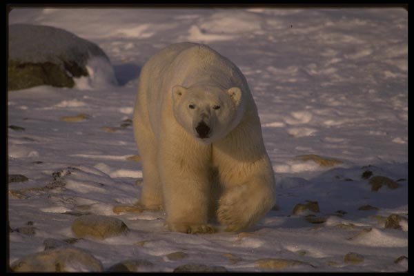 042090 Polar Bear A4 Photo Print