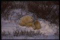 042091 Polar Bear A4 Photo Print