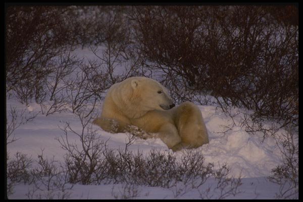 042091 Polar Bear A4 Photo Print