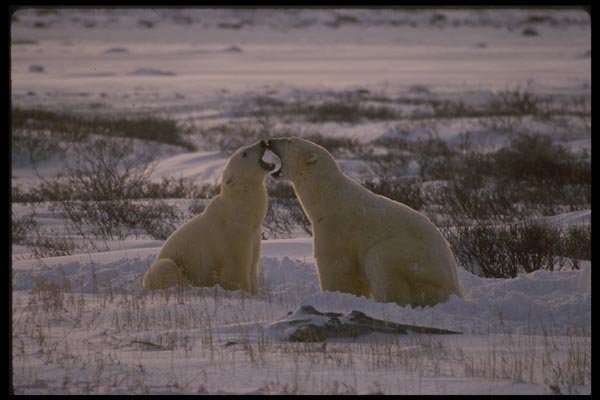 042092 Polar Bears A4 Photo Print