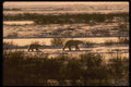 042093 Polar Bear And Cubs A4 Photo Print