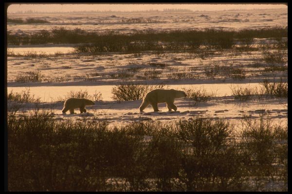 042093 Polar Bear And Cubs A4 Photo Print
