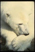 042094 Polar Bear A4 Photo Print